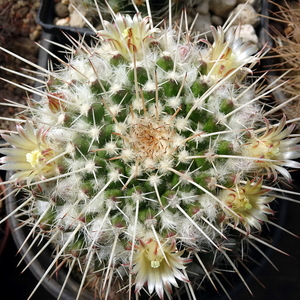 DSC04999Mammillaria karwinskiana ssp. nejapensis