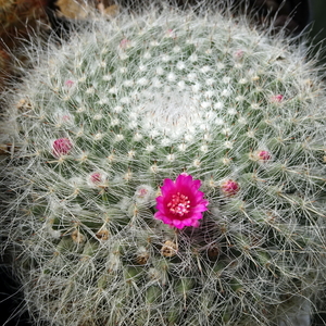 DSC05000Mammillaria hahniana