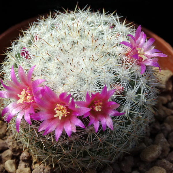 DSC05001Mammillaria albilanata