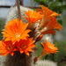 DSC05004Rebutia nivosa