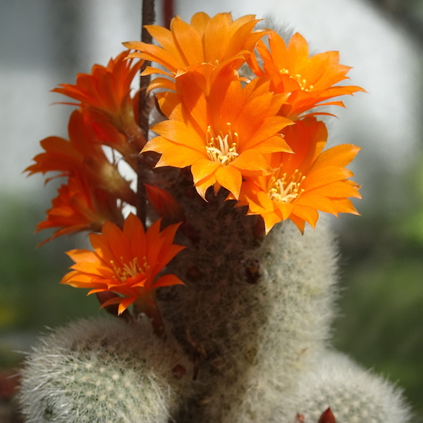 DSC05005Rebutia nivosa