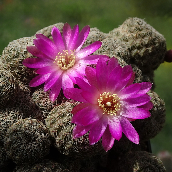 DSC05016Sulcorebutia mizquensis WR 194