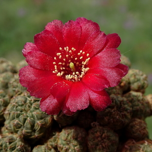 DSC05038Sulcorebutia pasopayana