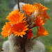 DSC05039Rebutia nivosa