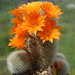 DSC05040Rebutia nivosa