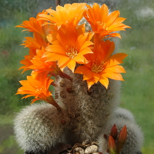 DSC05040Rebutia nivosa