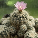 DSC05042Gymnocalycium bruchii