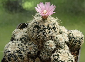 DSC05042Gymnocalycium bruchii