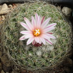 DSC05044Gymnocactus sp. Borbechos