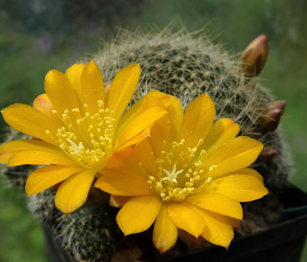 DSC05050Rebutia marsoneri