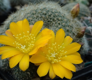 DSC05051Rebutia marsoneri