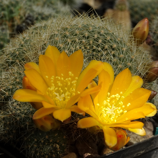 DSC05069Rebutia marsoneri