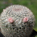 DSC05071Mammillaria elegans cv. Tehuixtlan