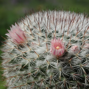 DSC05072Mammillaria elegans cv. Tehuixtlan