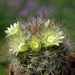 DSC05083Mammillaria bocasana ssp. eschauzieri