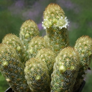 DSC05084Mammillaria elongata