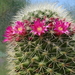 DSC05087Mammillaria backebergiana