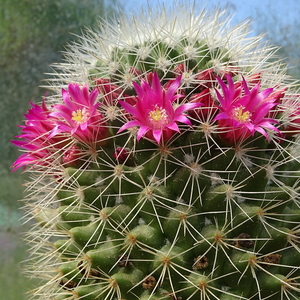 DSC05087Mammillaria backebergiana