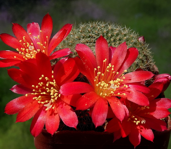 DSC05098Rebutia albiareolata