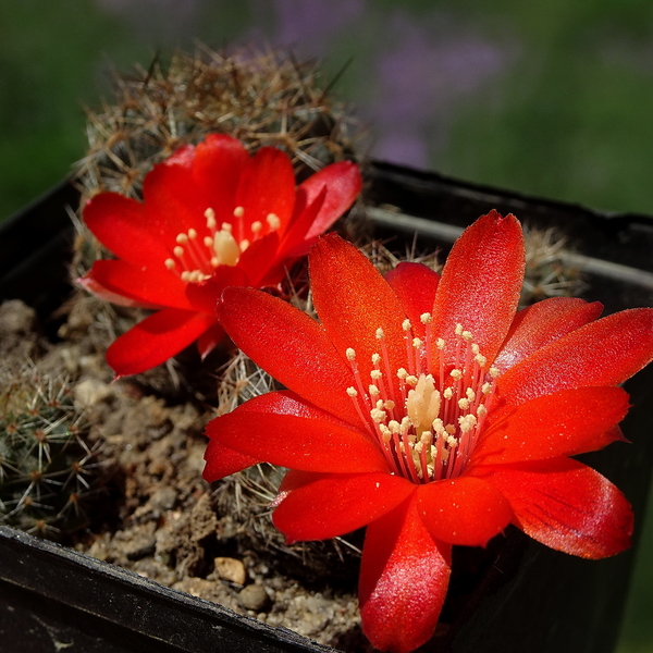 DSC05101Rebutia brunescens