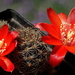 DSC05102Rebutia brunescens