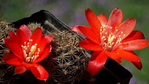 DSC05102Rebutia brunescens