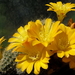 DSC05103Rebutia marsoneri