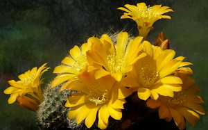 DSC05103Rebutia marsoneri