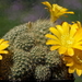 DSC05104Rebutia marsoneri