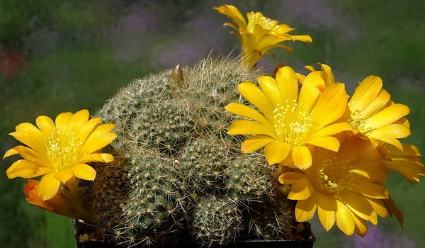 DSC05104Rebutia marsoneri