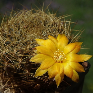 DSC05134Sulcorebutia candiae VS 628