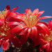 DSC05163Rebutia albiareolata