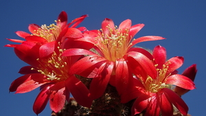 DSC05163Rebutia albiareolata