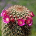 DSC05169Mammillaria ernestii