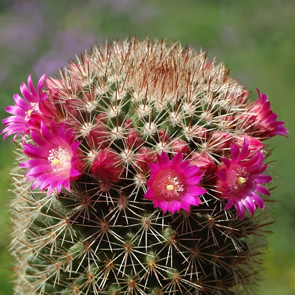 DSC05169Mammillaria ernestii