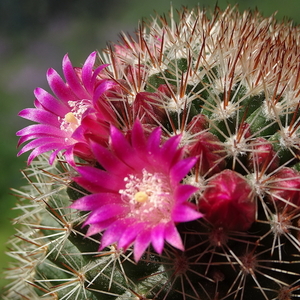 DSC05170Mammillaria ernestii