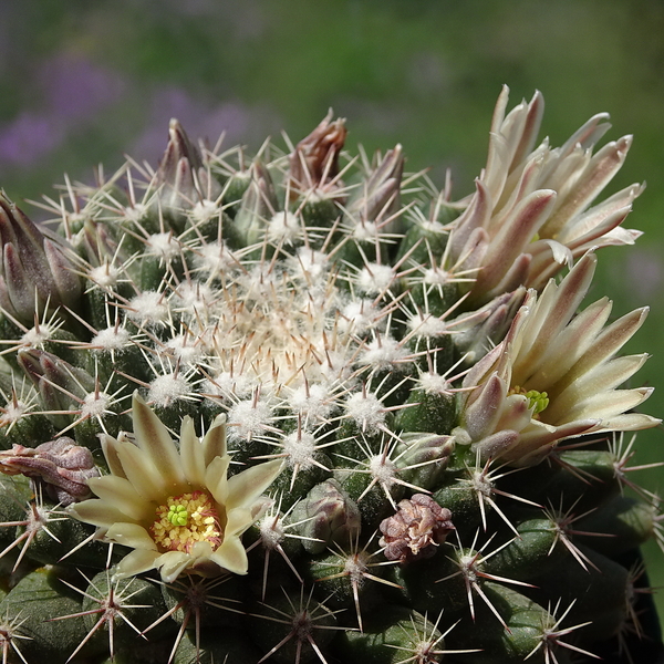 DSC05171Mammillaria heyderi v. hemisphaerica