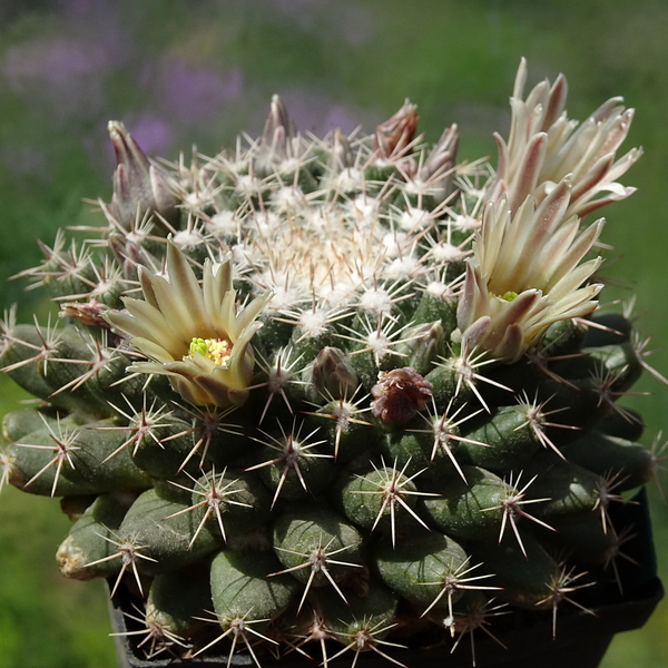 DSC05172Mammillaria heyderi v. hemisphaerica