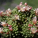 DSC05173Mammillaria painteri monstruosa