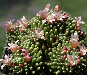 DSC05173Mammillaria painteri monstruosa