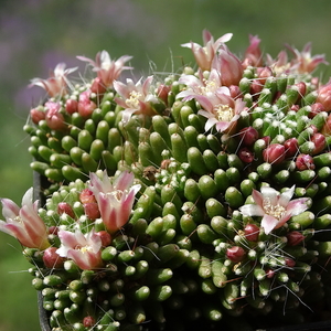 DSC05174Mammillaria painteri monstruosa