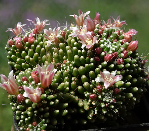 DSC05175Mammillaria painteri monstruosa