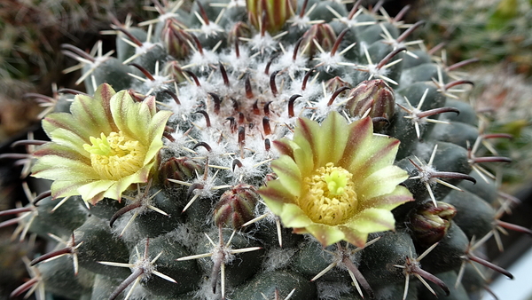 DSC05189Mammillaria uncinata GM 1025