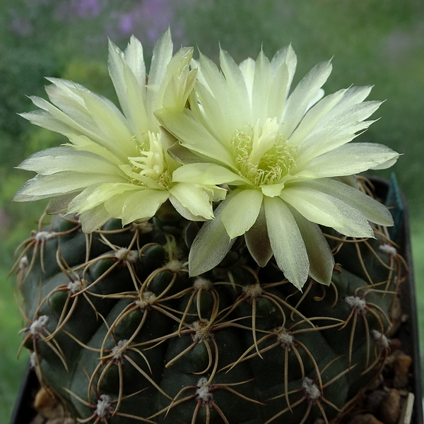 DSC05192Gymnocalycium leeanum