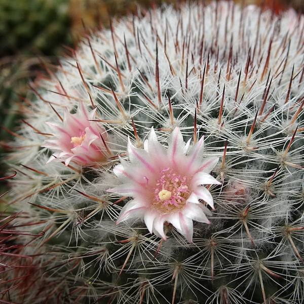 DSC05193Mammillaria elegans cv. Tehuixtlan