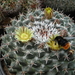 DSC05194Mammillaria uncinata GM 1025