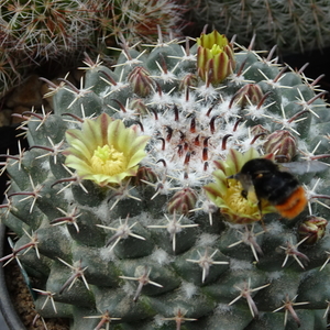 DSC05194Mammillaria uncinata GM 1025