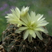 DSC05198Gymnocalycium leeanum