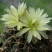 DSC05199Gymnocalycium leeanum