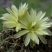 DSC05200Gymnocalycium leeanum